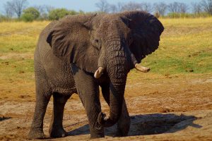 Umdingi Safaris - Elephant